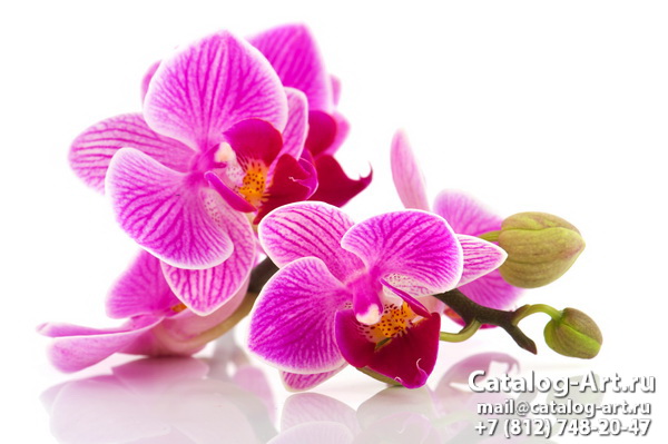 Pink orchids 70